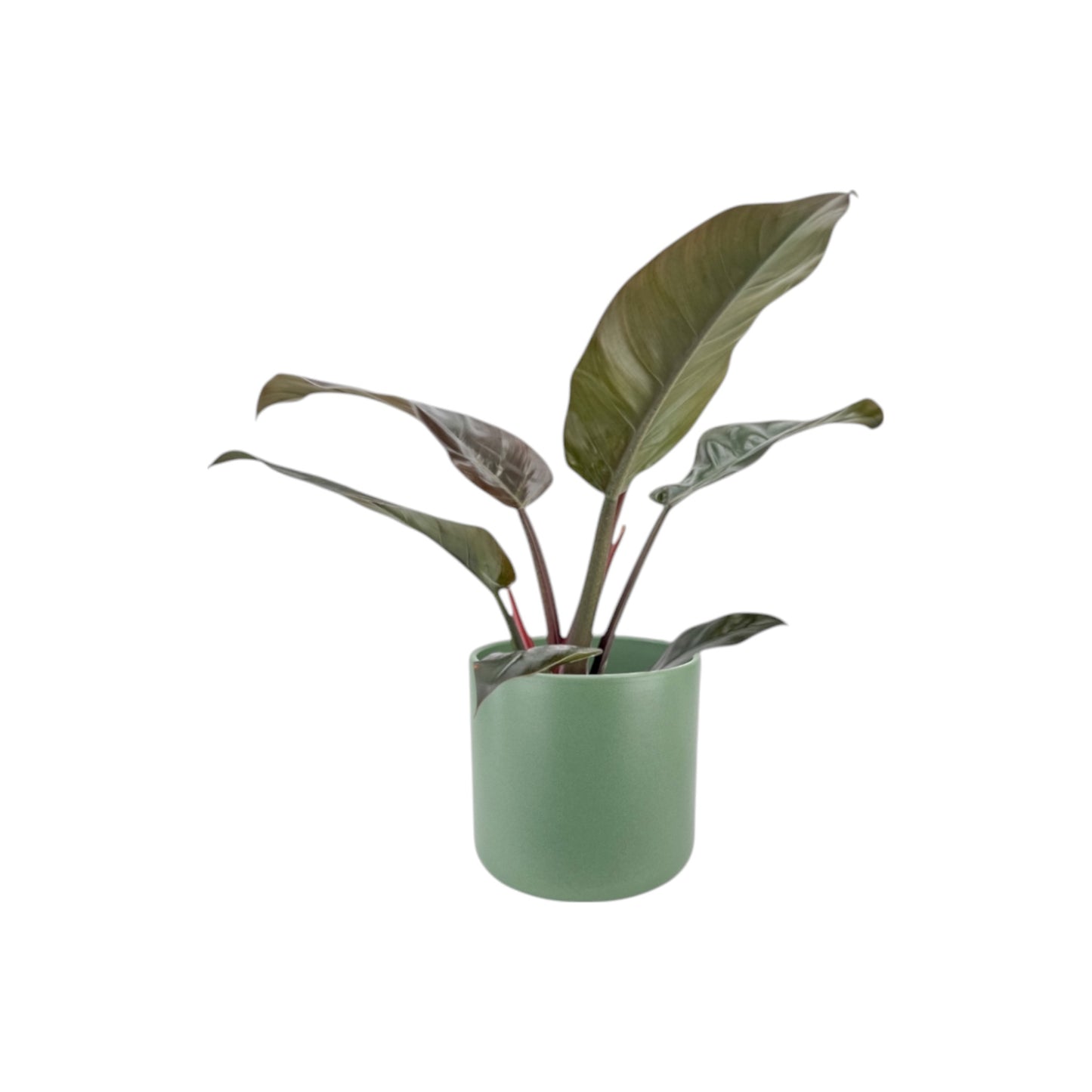 Philodendron 17cm Imperial Green & Red Mix in Cambridge Ceramic