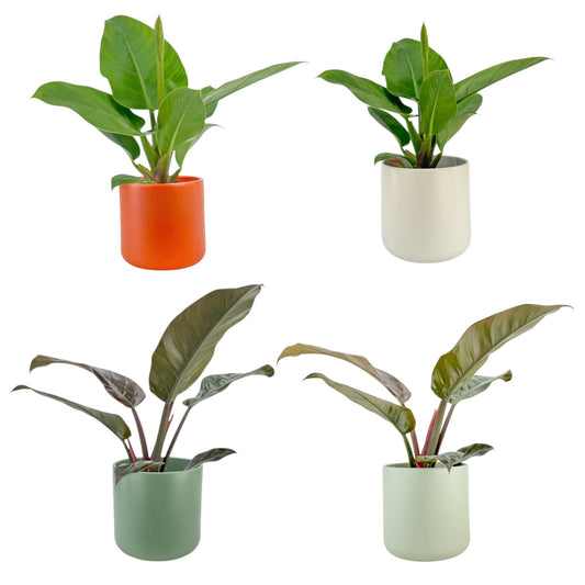 Philodendron 17cm Imperial Green & Red Mix in Cambridge Ceramic