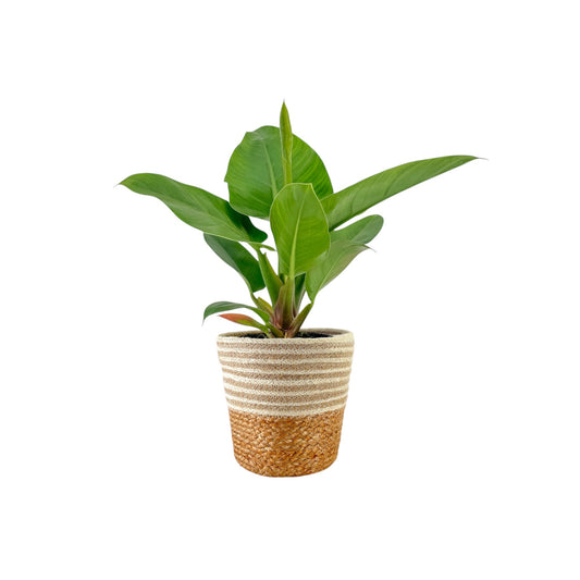 Philodendron 17cm Imperial Green in Basket