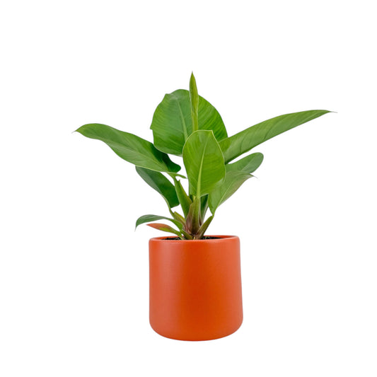 Philodendron 17cm Imperial Green in Cambridge Ceramic