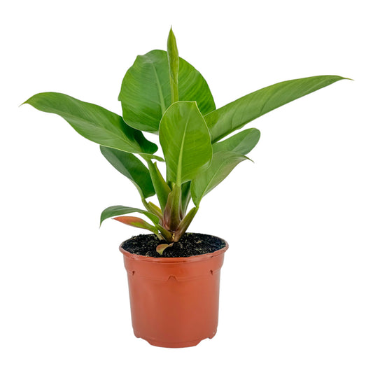 Philodendron 17cm Imperial Green