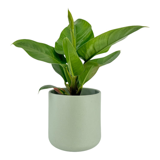 Philodendron 17cm Imperial Green in Cambridge Ceramic