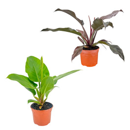 Philodendron 17cm Imperial Green & Red Mix