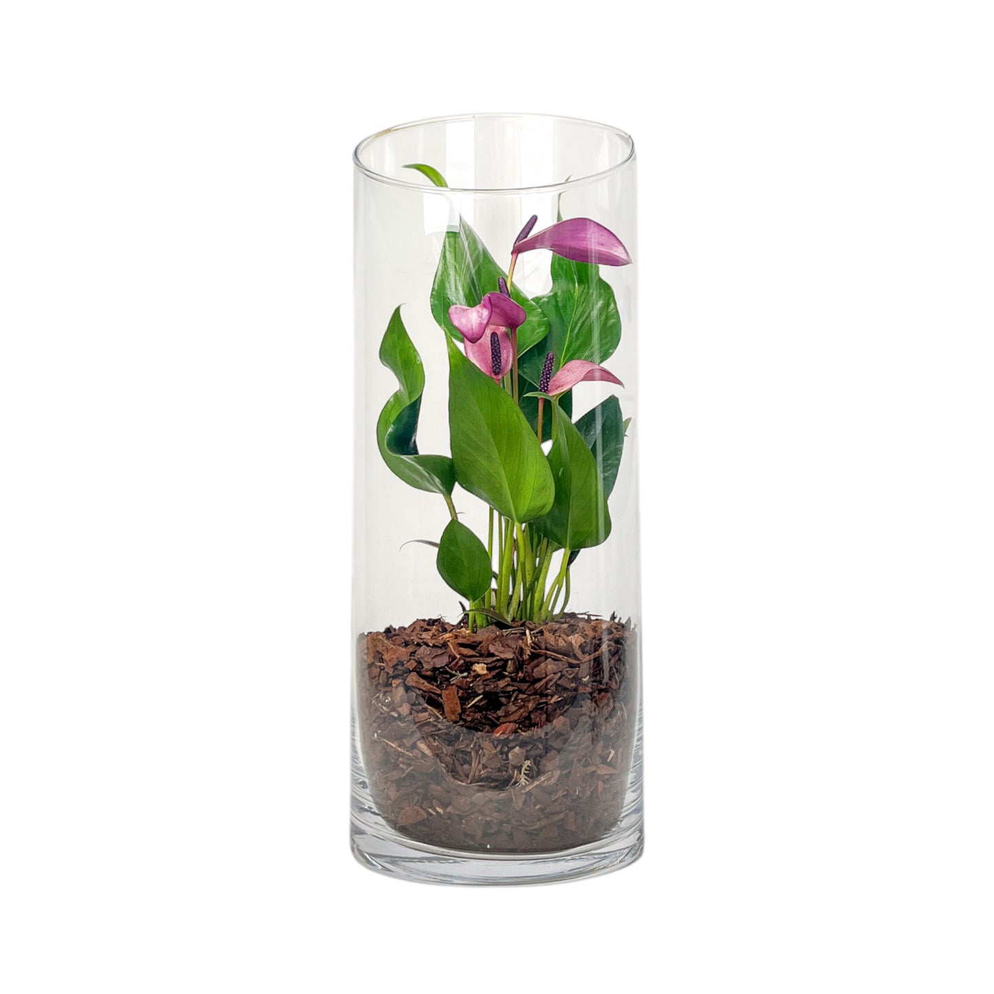 Anthurium 9cm 'Zizou' & Lilli' In Glass Terrarium