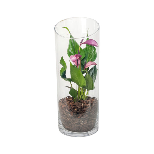 Anthurium 9cm 'Zizou' & Lilli' In Glass Terrarium