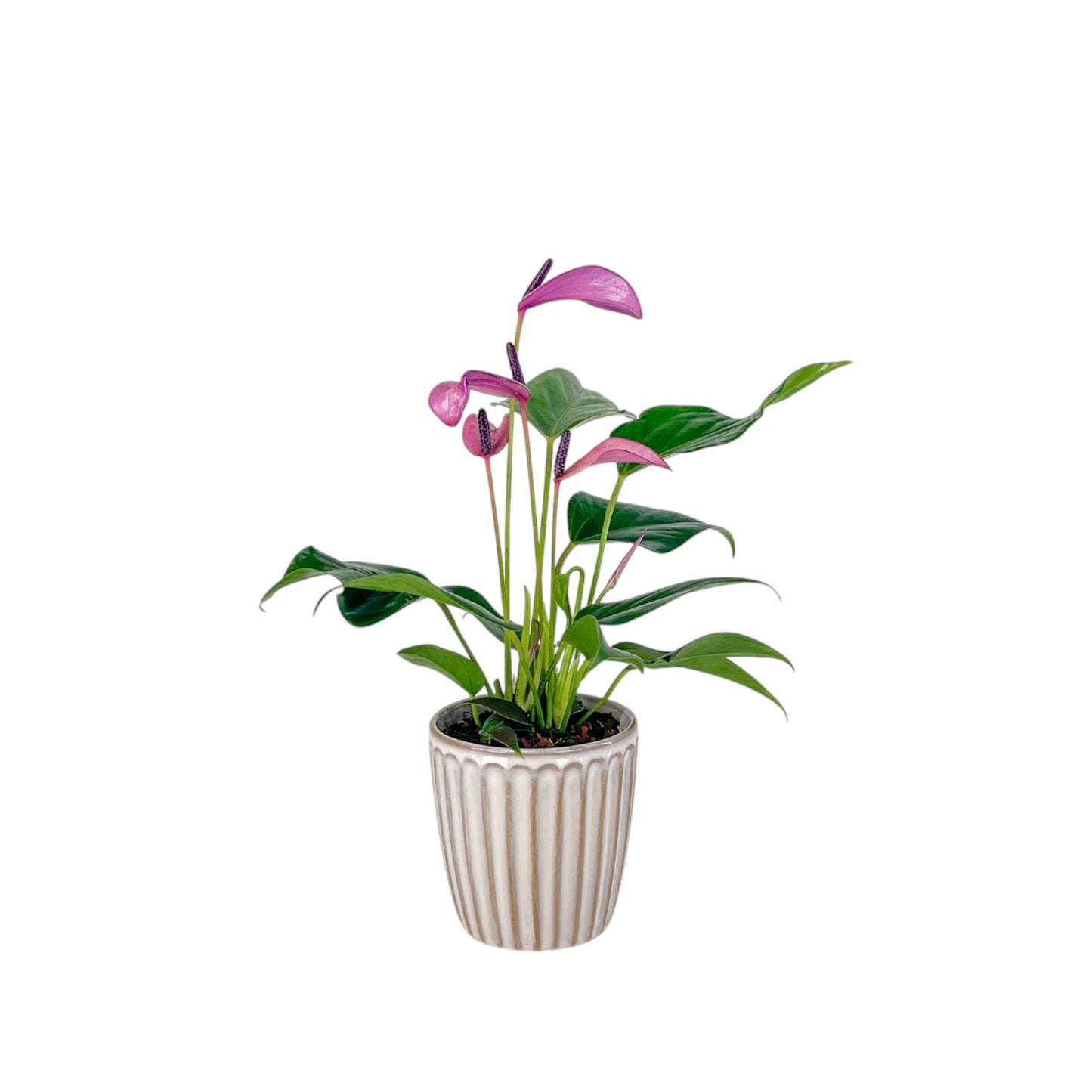 Anthurium 9cm 'Zizou' & Lilli' In Windsor Ceramic