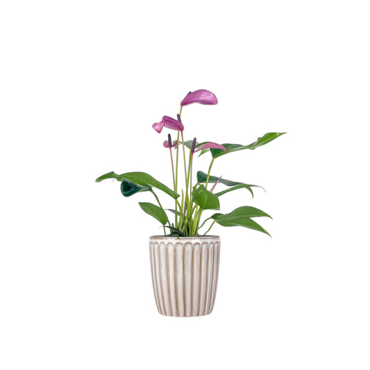 Anthurium 9cm 'Zizou' & Lilli' In Windsor Ceramic