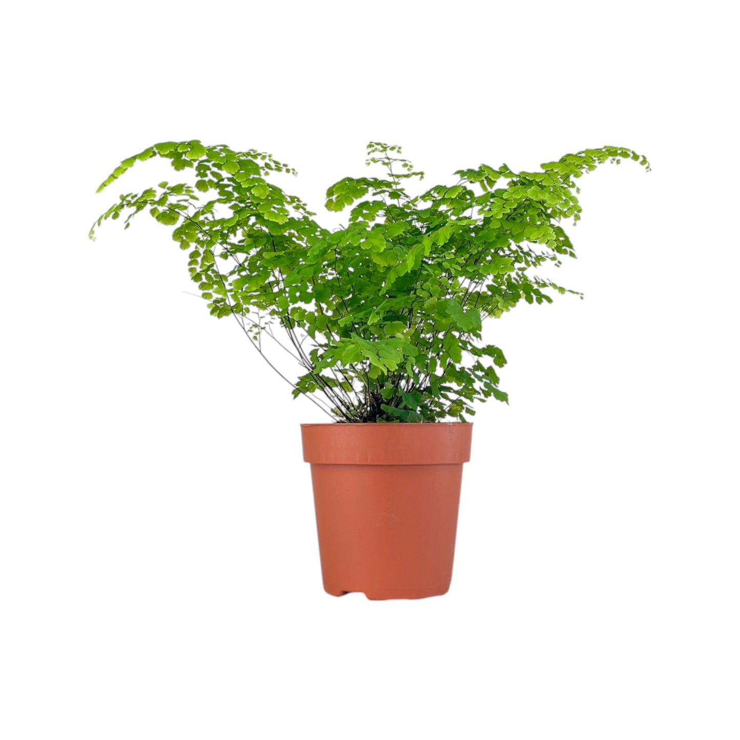 Fern 12cm Adiantum