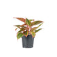 Aglaonema 12cm Mix - Green Plant The Horti House