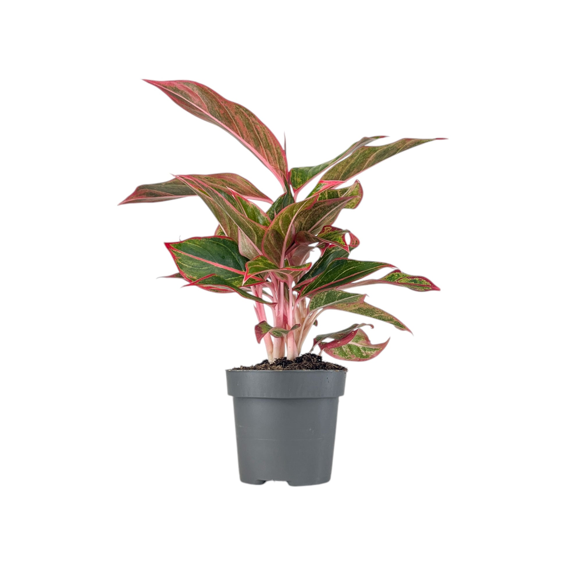 Aglaonema 12cm Mix - Green Plant The Horti House