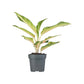 Aglaonema 12cm Mix - Green Plant The Horti House