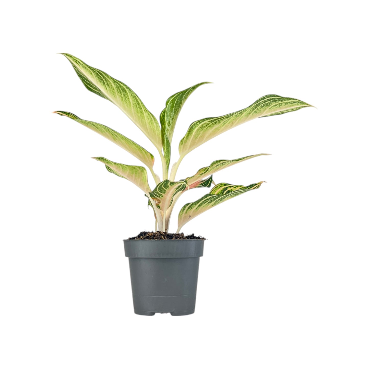 Aglaonema 12cm Mix - Green Plant The Horti House