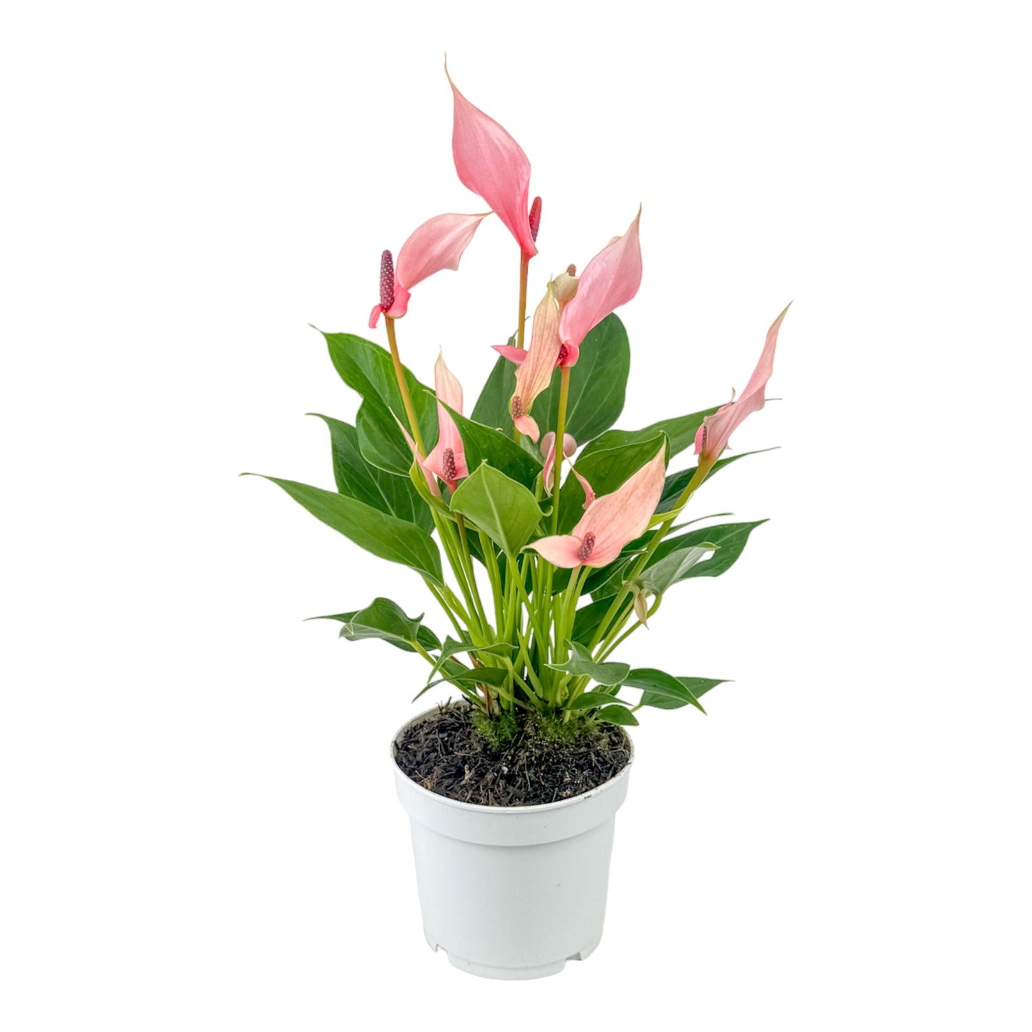 Anthurium 12cm Lilli