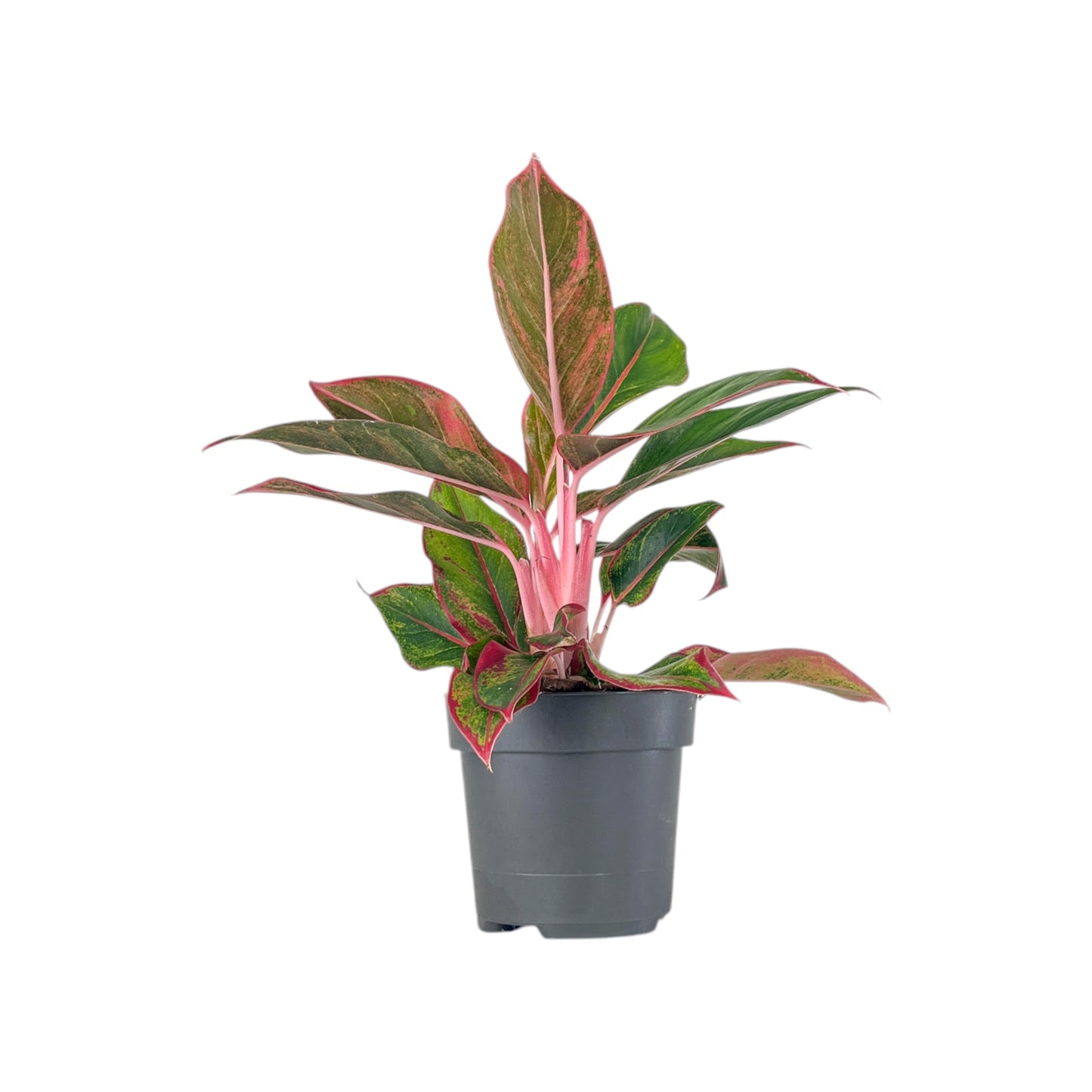 Aglaonema 12cm Mix - Green Plant The Horti House