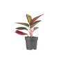 Aglaonema 12cm Mix - Green Plant The Horti House