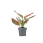 Aglaonema 12cm Mix - Green Plant The Horti House