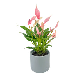 Anthurium 12cm Lilli in Cambridge Ceramic