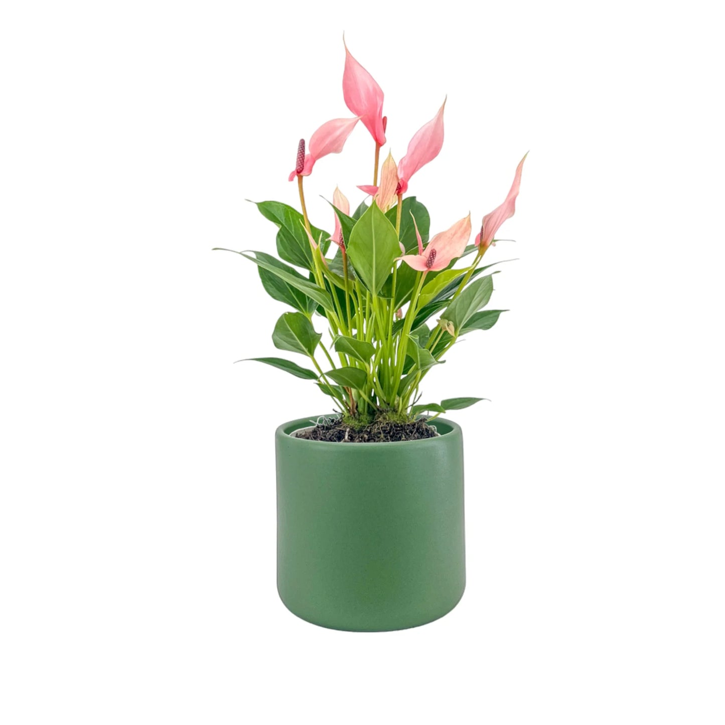 Anthurium 12cm 'Zizou' & 'Lilli' in Cambridge Ceramic