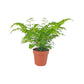 Fern 12cm Adiantum