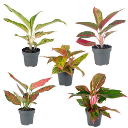 Aglaonema 12cm Mix - Green Plant The Horti House