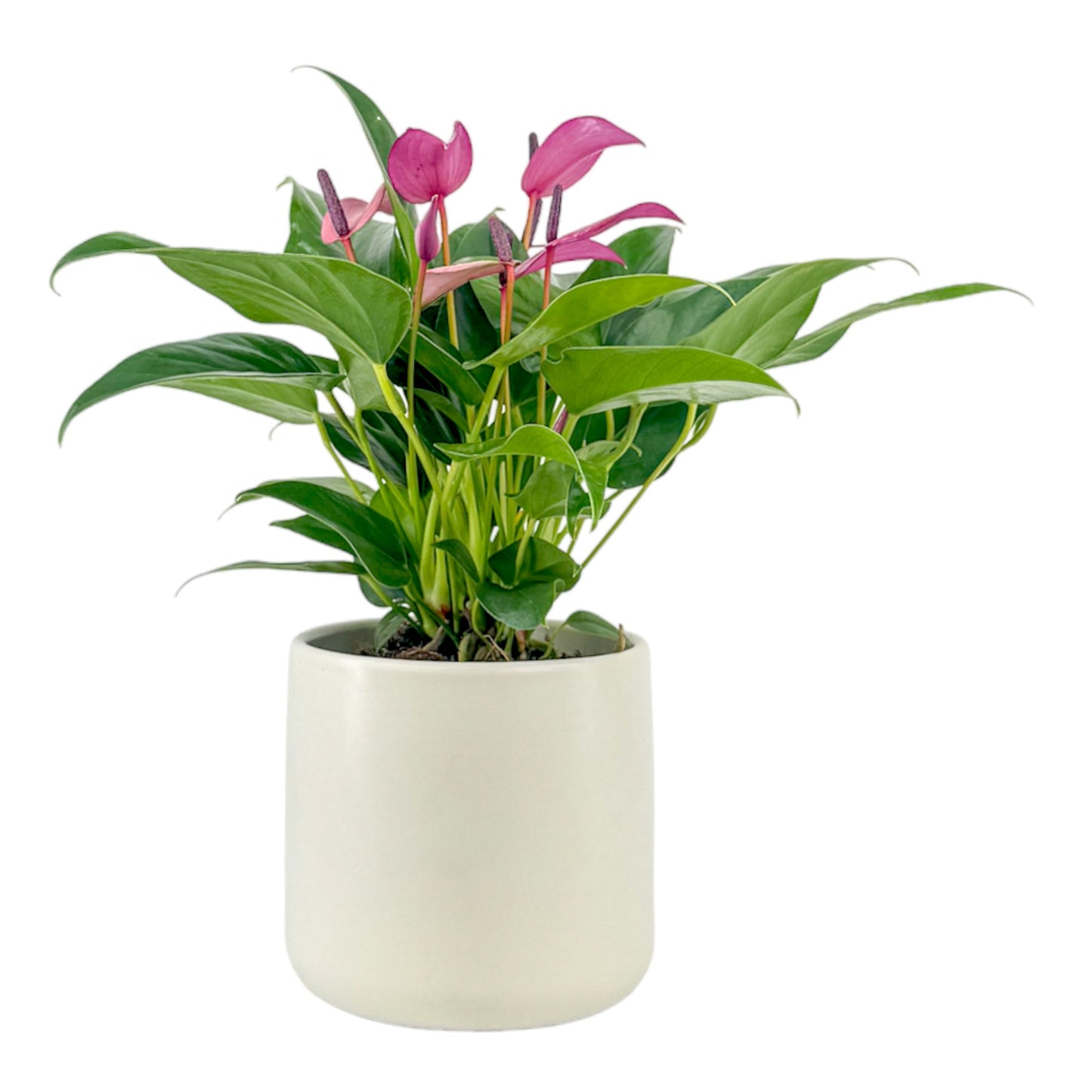 Anthurium 12cm 'Zizou' & 'Lilli' in Cambridge Ceramic