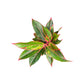 Aglaonema 12cm Mix - Green Plant The Horti House