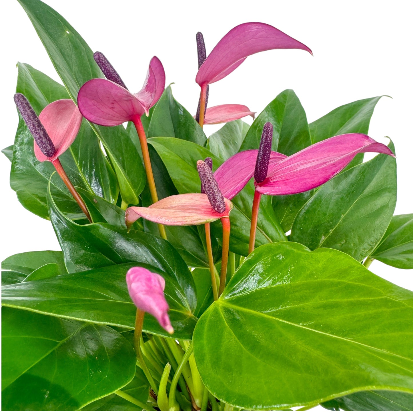 Anthurium 12cm Zizou