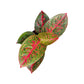 Aglaonema 12cm Mix - Green Plant The Horti House