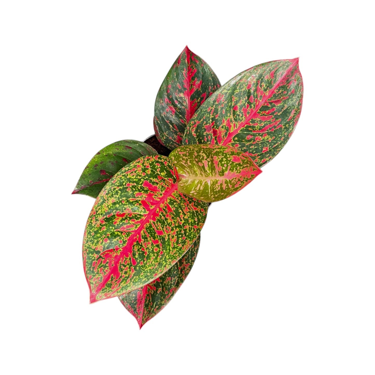 Aglaonema 12cm Mix - Green Plant The Horti House