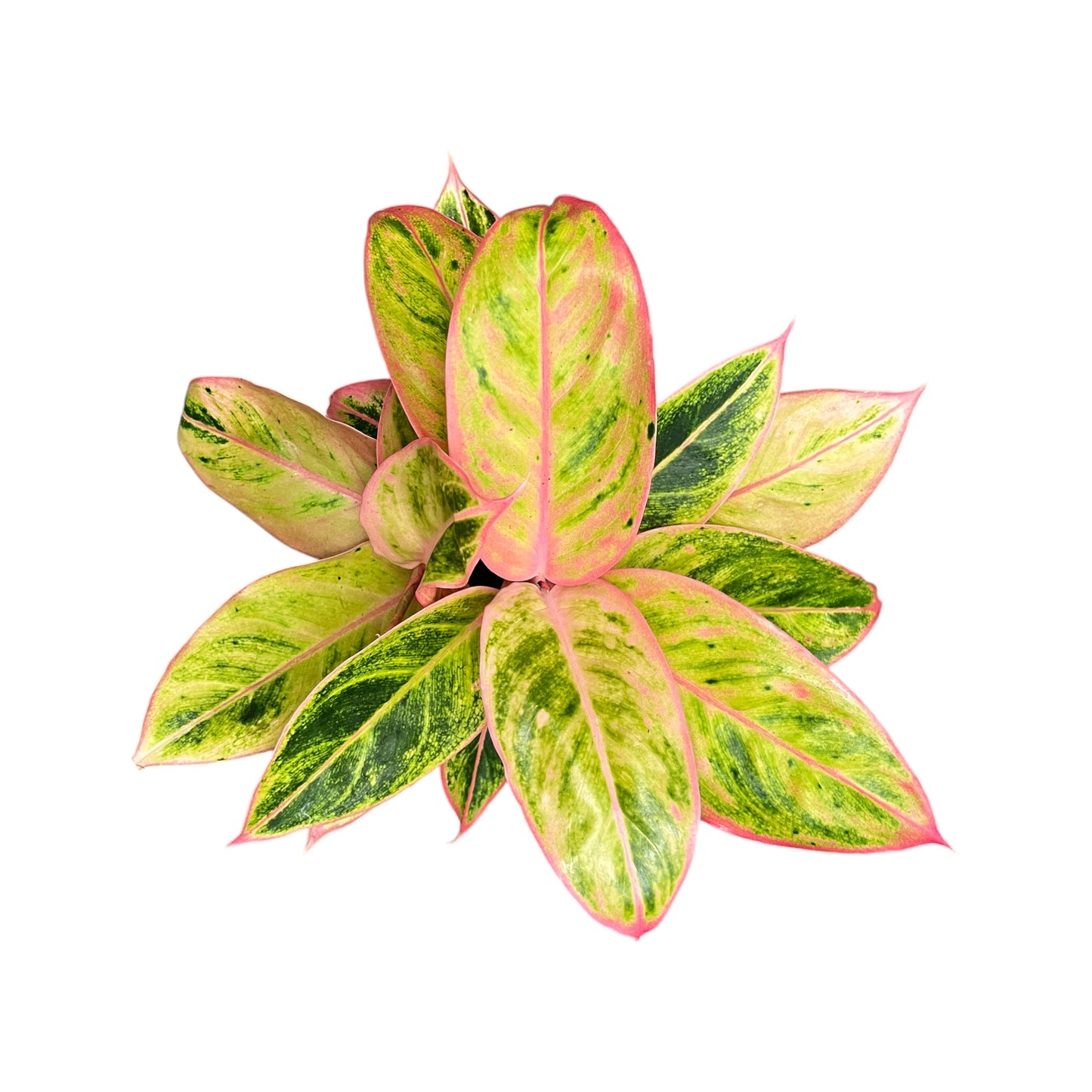 Aglaonema 12cm Mix - Green Plant The Horti House