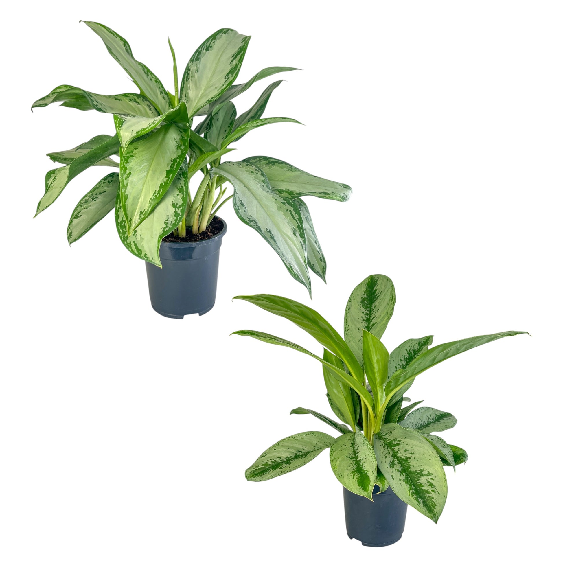 Aglaonema 17cm Mix - Green Plant The Horti House