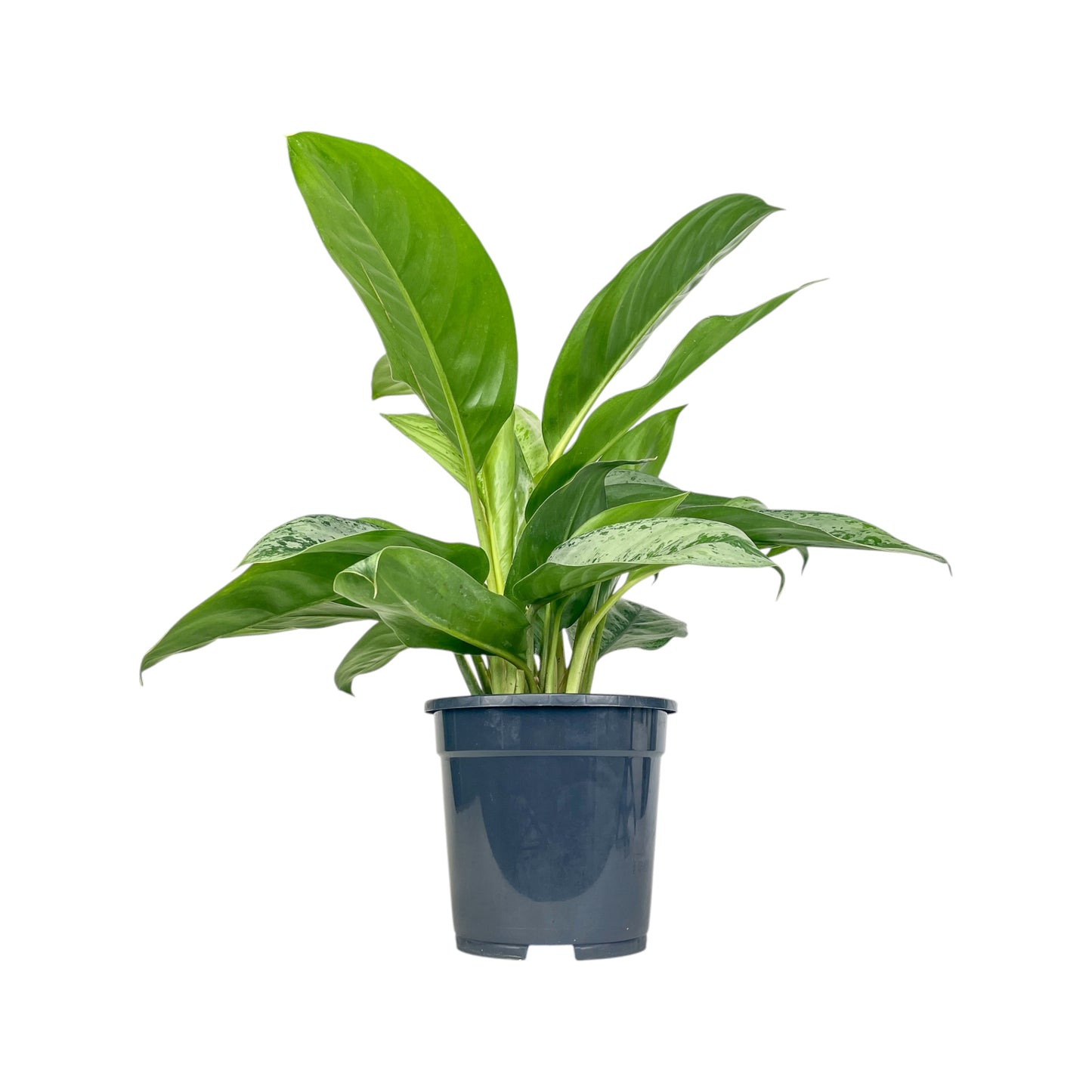 Aglaonema 17cm Mix - Green Plant The Horti House