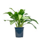 Aglaonema 17cm Mix - Green Plant The Horti House