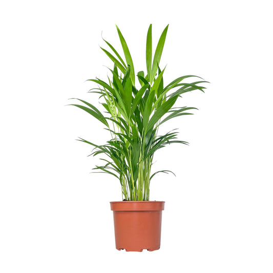 Areca Palm 17cm Dypsis Lutescens - Green Plant The Horti House