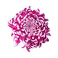 Chrysanthemum 14cm Bloom Pink - Flowering The Horti House
