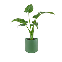 Alocasia 12cm Cucullata in Cambridge Ceramic