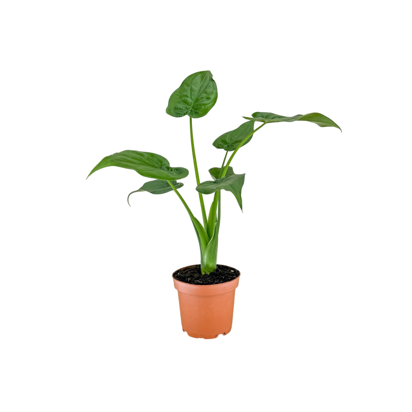 Alocasia 12cm Cucullata