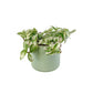 Tradescantia 12cm Mix in Cambridge Ceramic - Green Plant The Horti House