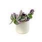 Tradescantia 12cm Mix in Cambridge Ceramic - Green Plant The Horti House