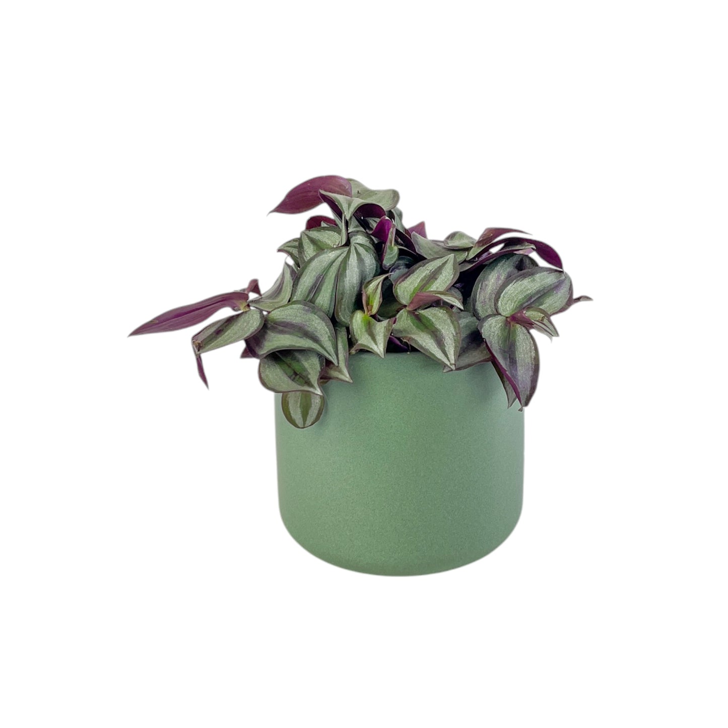 Tradescantia 12cm Mix in Cambridge Ceramic - Green Plant The Horti House