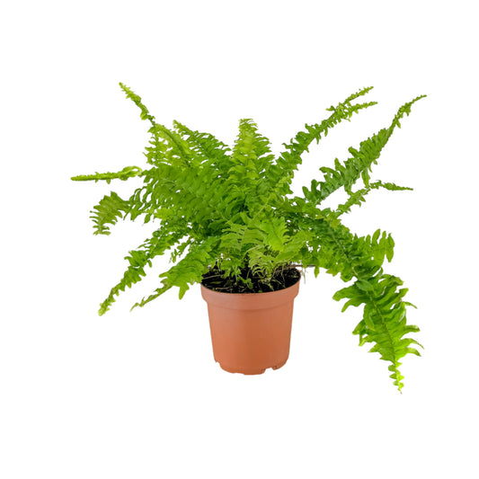 Fern 12cm Green Lady