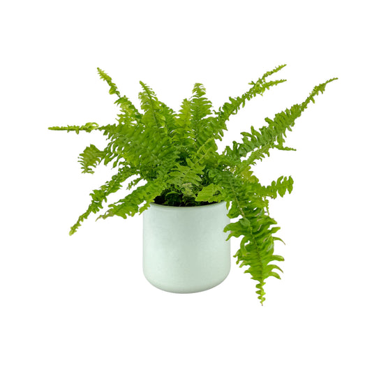 Fern 12cm Green Lady in Cambridge Ceramic