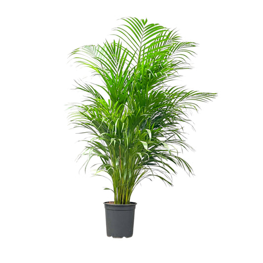 Areca Palm 24cm Dypsis Lutescens - Green Plant The Horti House