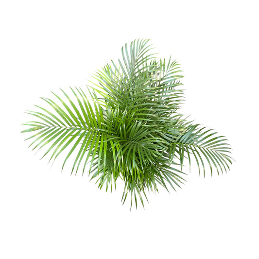 Areca Palm 24cm Dypsis Lutescens - Green Plant The Horti House