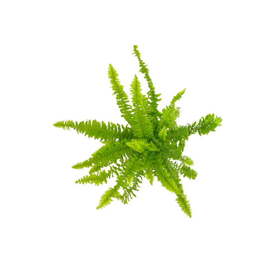 Fern 12cm Green Lady