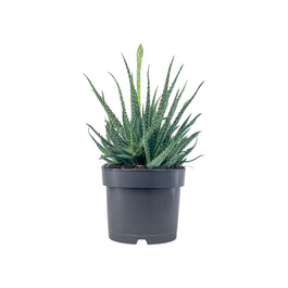 Aloe 17cm Humilis - Succulent The Horti House