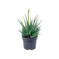 Aloe 17cm Humilis - Succulent The Horti House