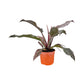 Philodendron 17cm Imperial Green & Red Mix