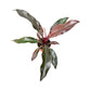 Philodendron 17cm Imperial Red in Cambridge Ceramic - Green Plant The Horti House