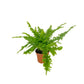 Fern 12cm Green Lady